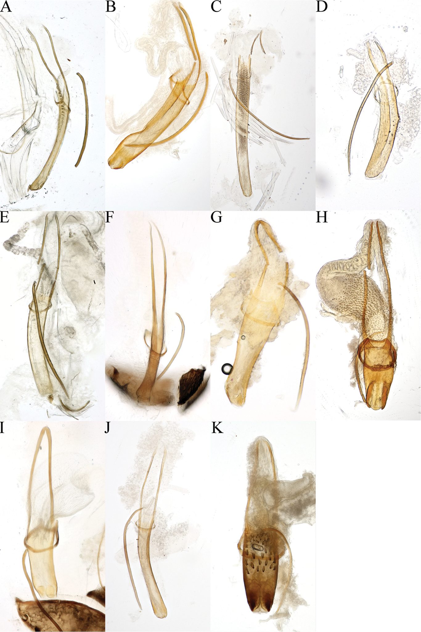 Hypocryphalus mangiferae