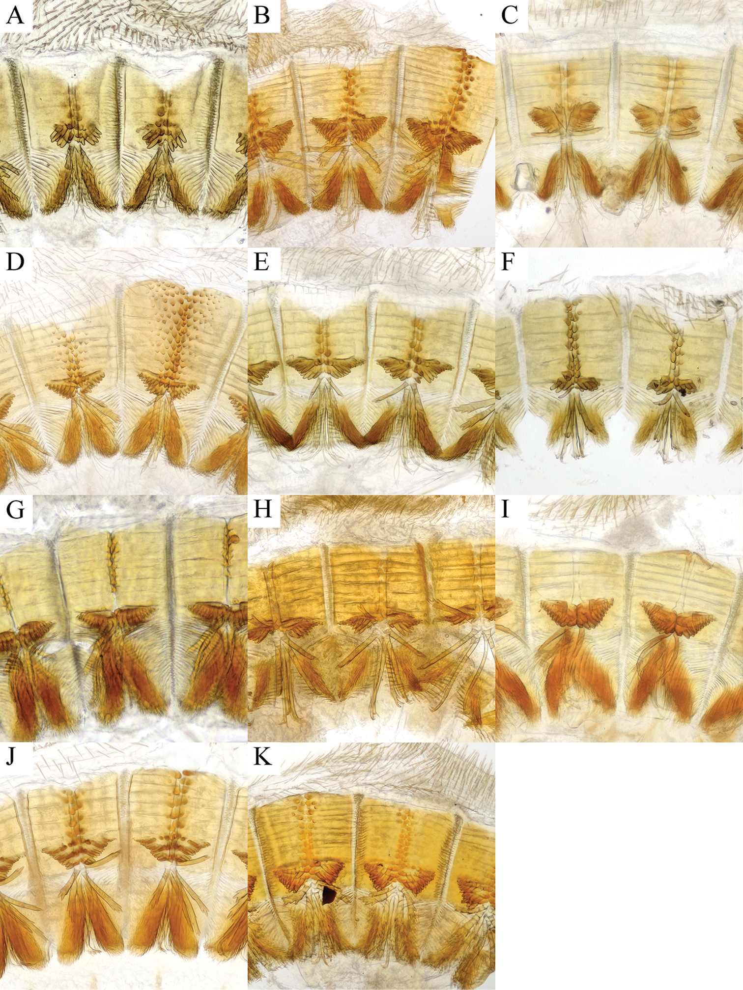 Hypocryphalus mangiferae