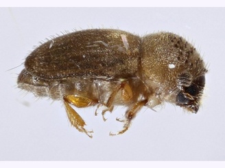 Hypocryphalus mangiferae