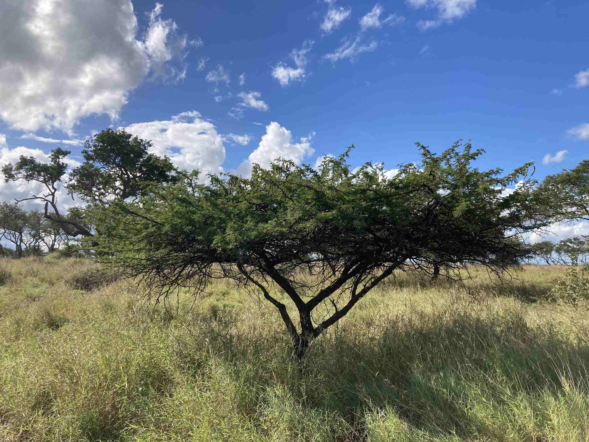 Vachellia nilotica