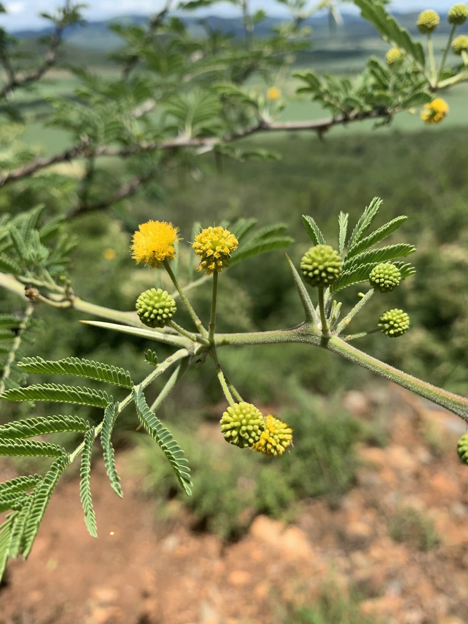 Vachellia nilotica