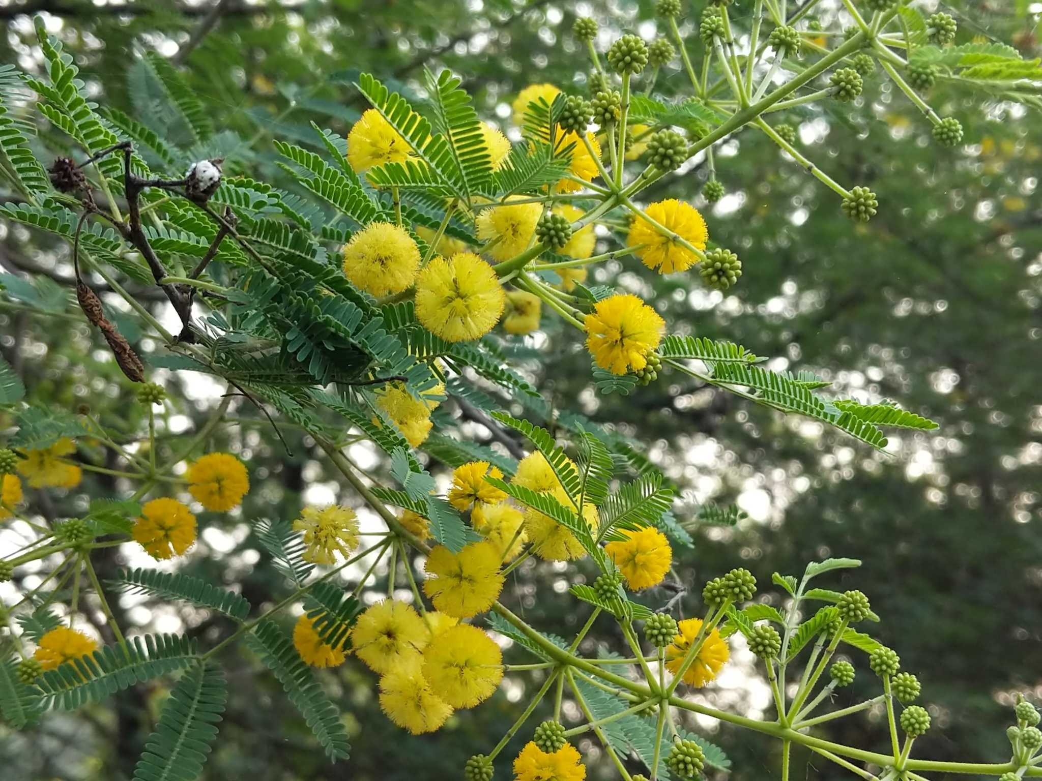 Vachellia nilotica