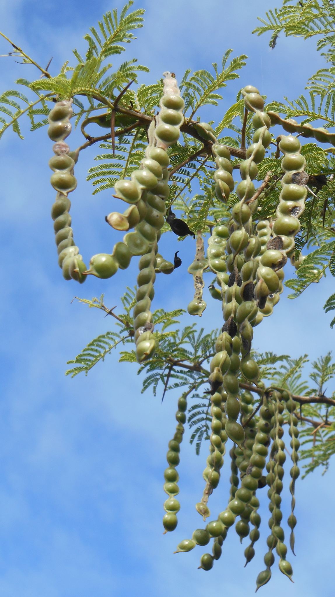 Vachellia nilotica