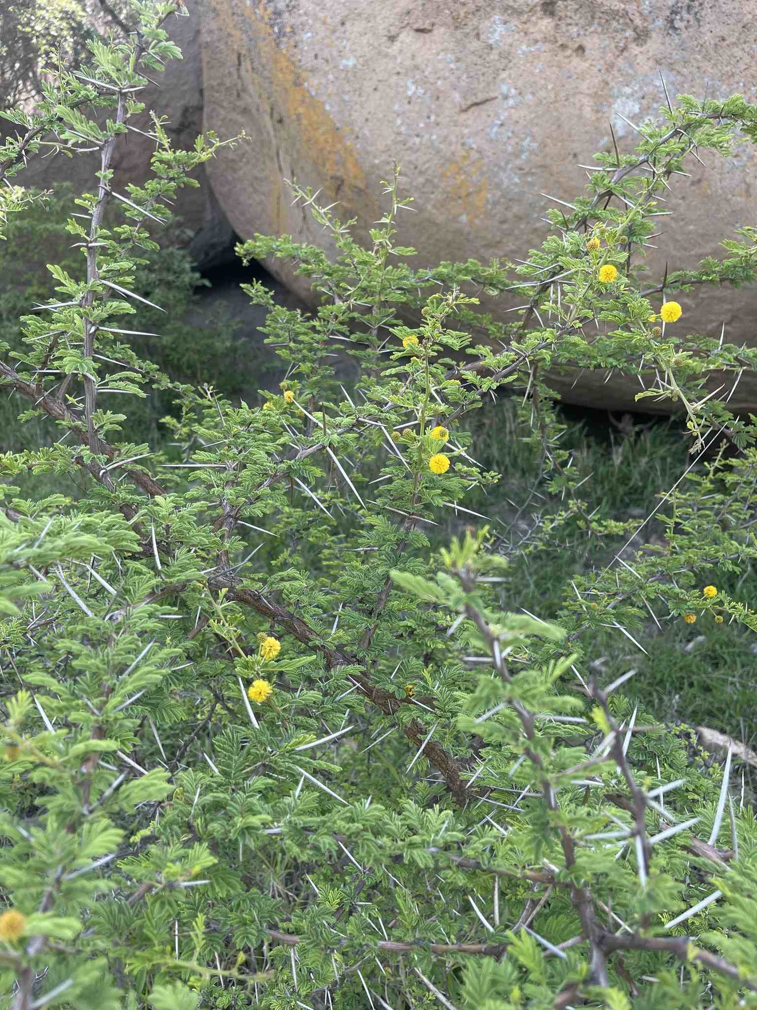 Vachellia nilotica