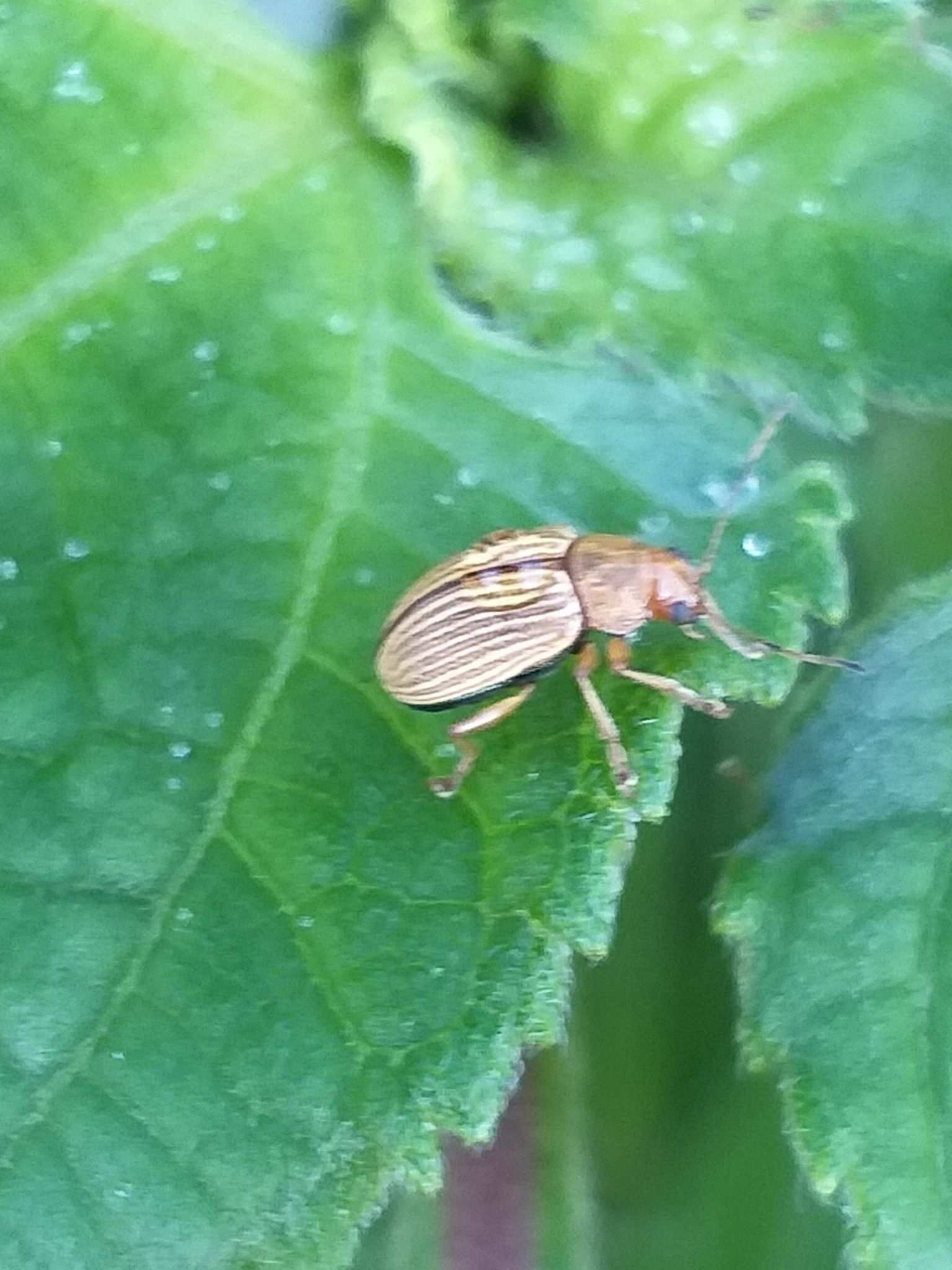 Colaspis hypochlora