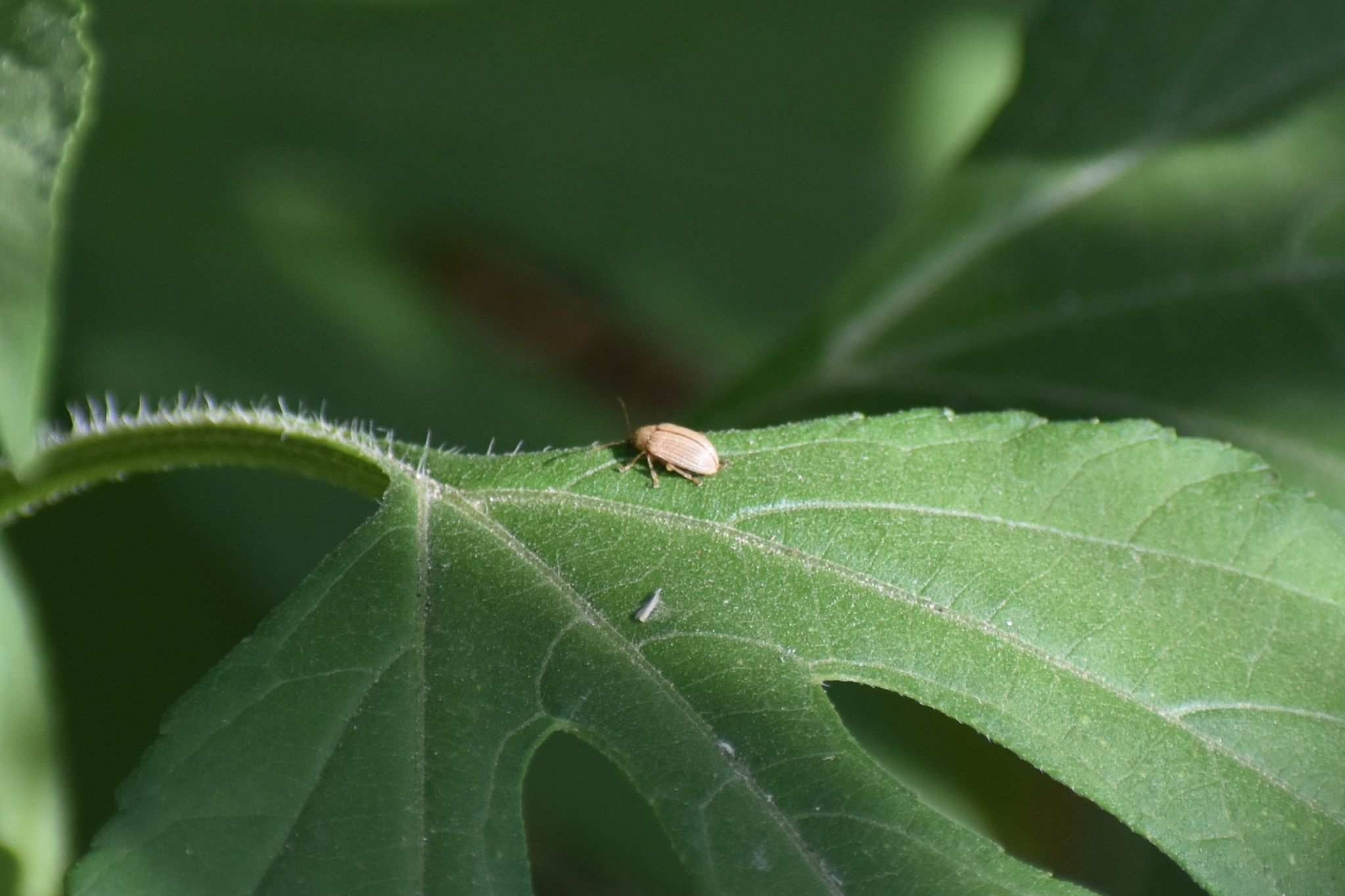 Colaspis hypochlora