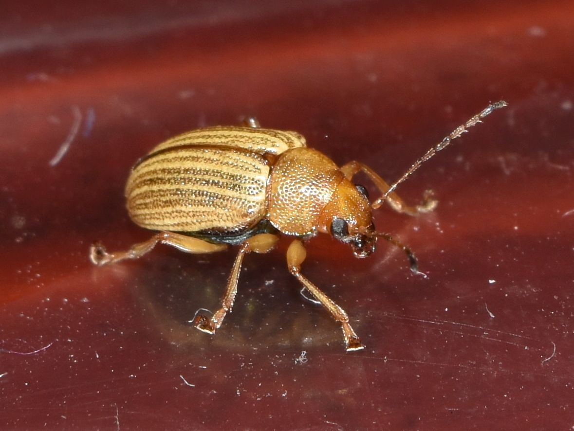 Colaspis hypochlora
