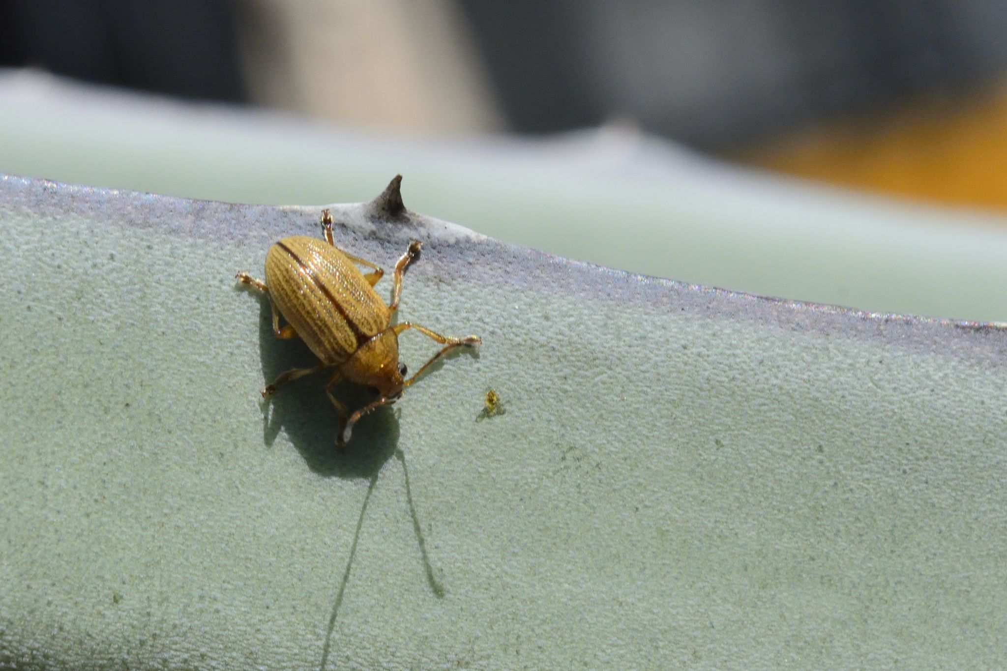 Colaspis hypochlora