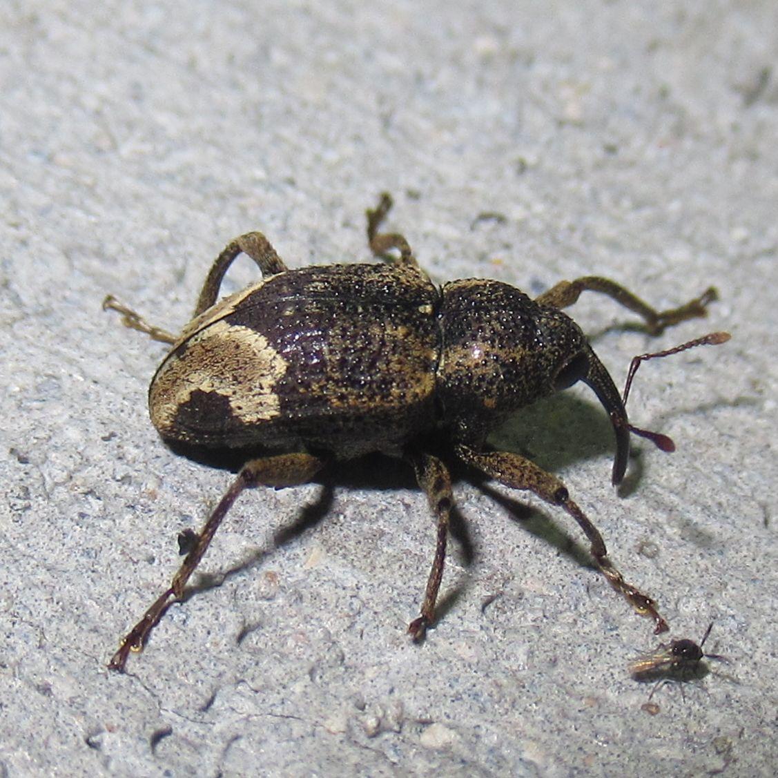 Coelosternus