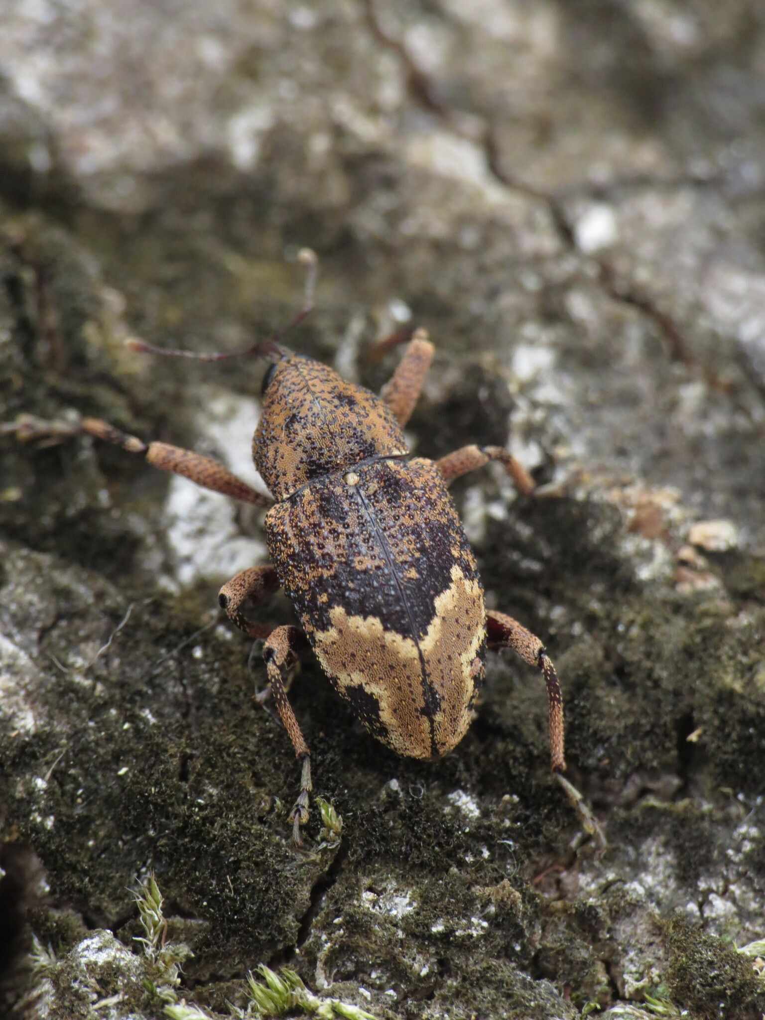 Coelosternus