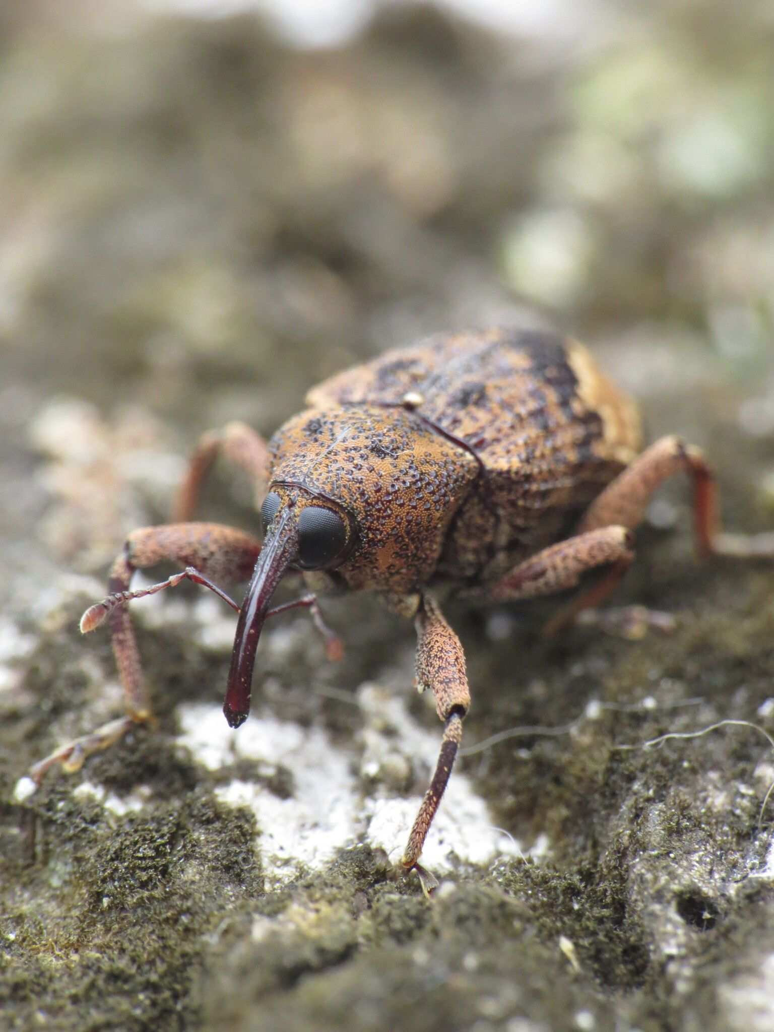 Coelosternus