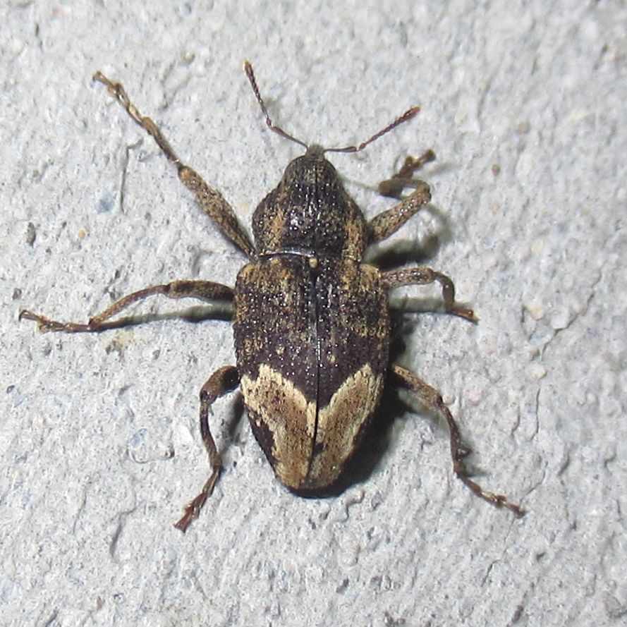 Coelosternus