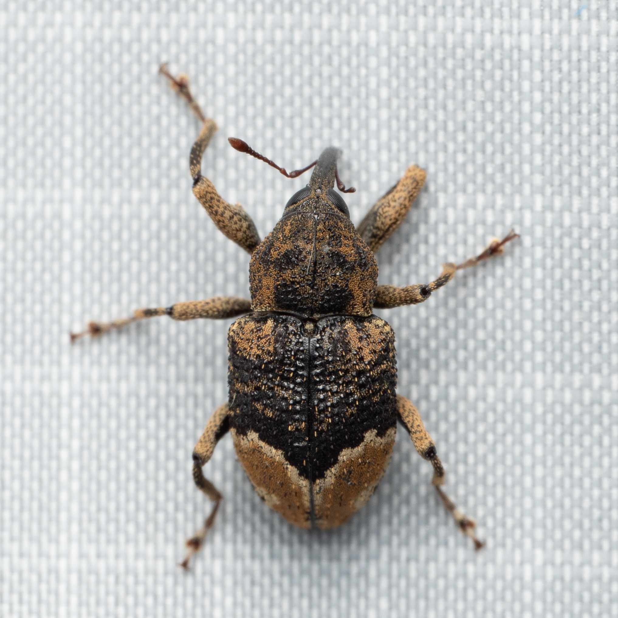 Coelosternus