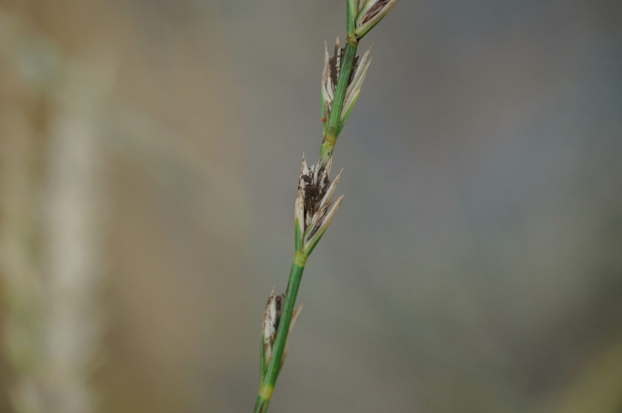 Tilletia controversa