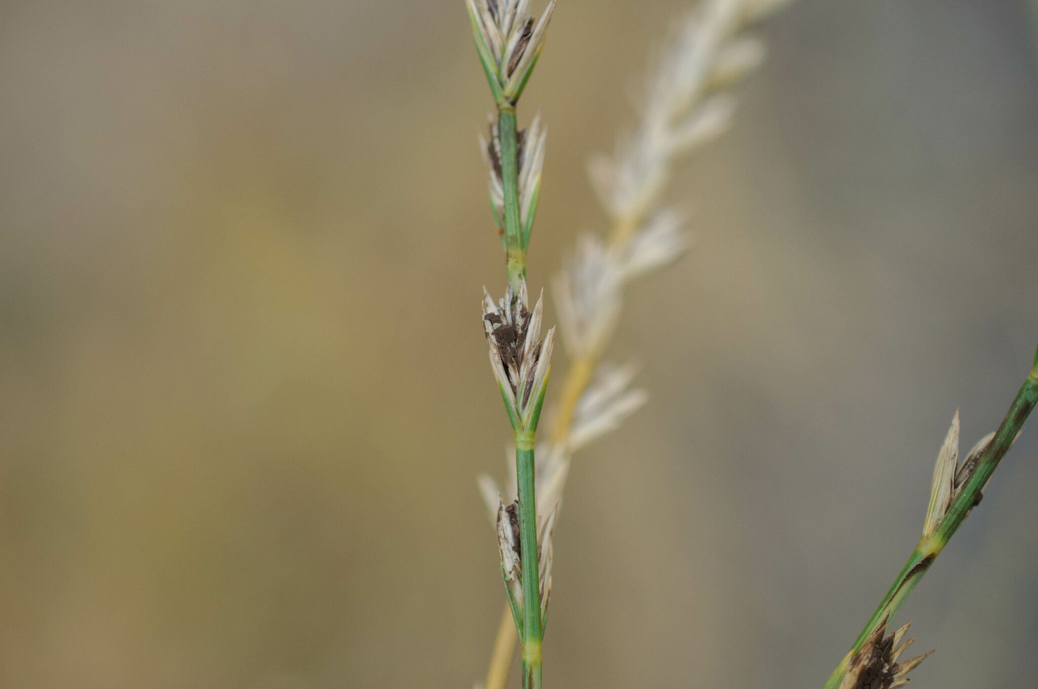 Tilletia controversa