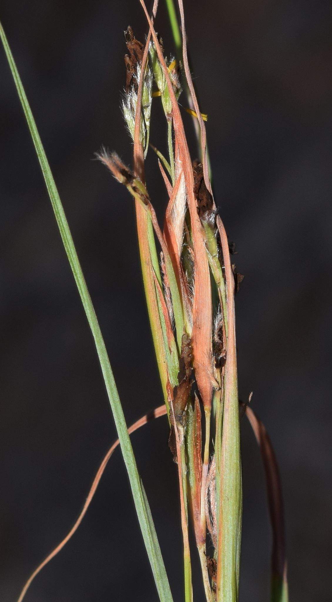Tilletia controversa