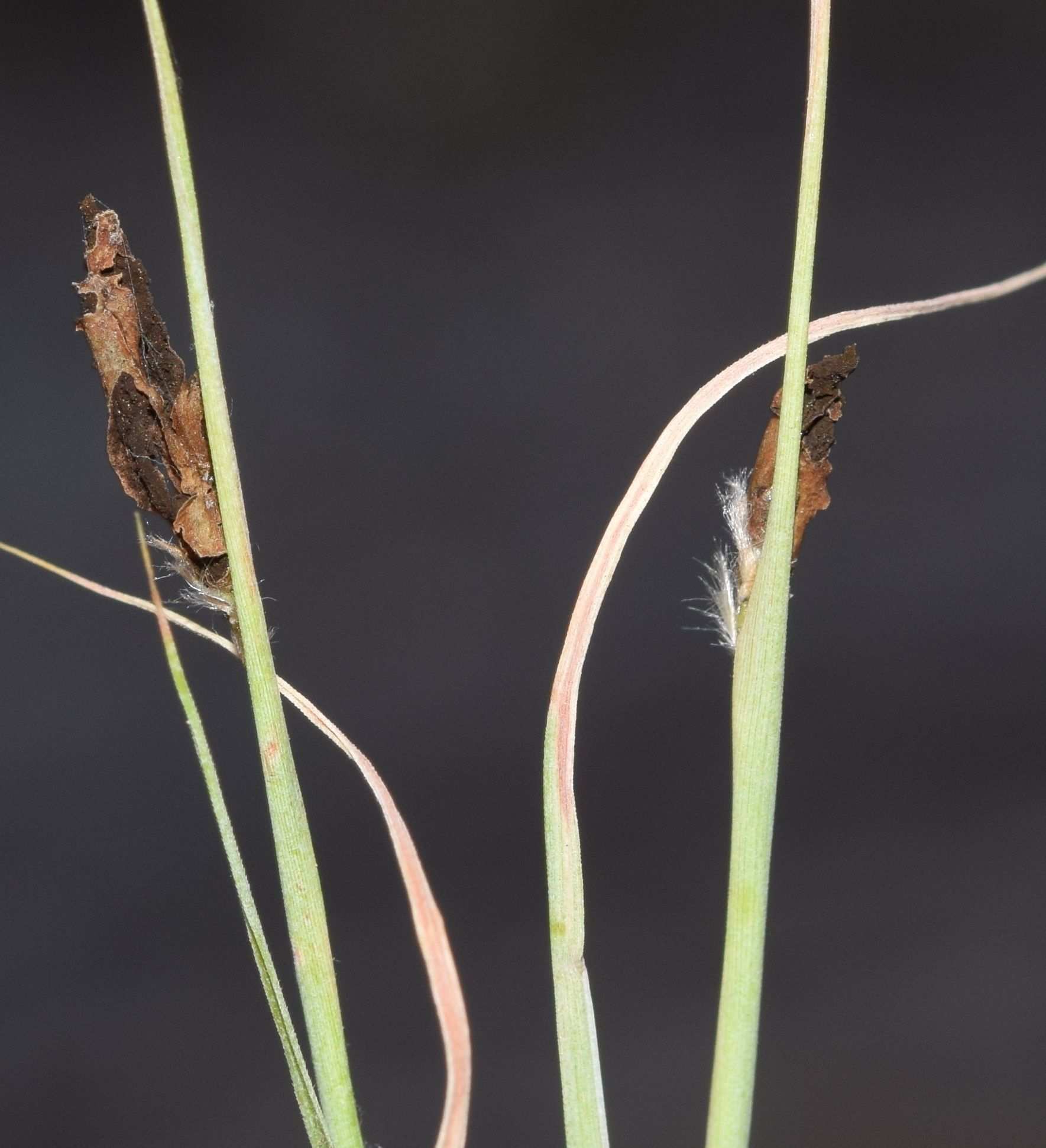 Tilletia controversa