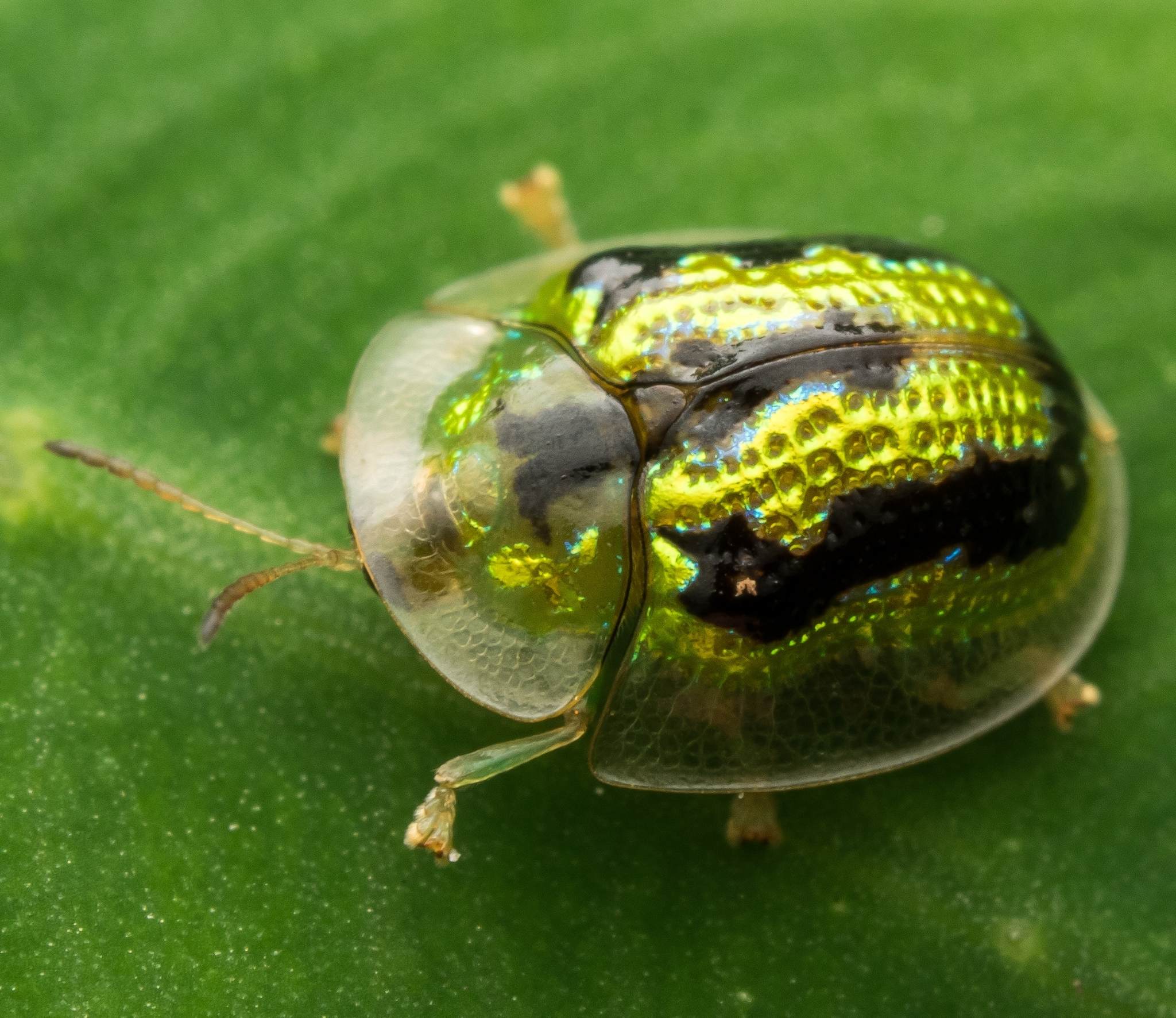 Cassida circumdata
