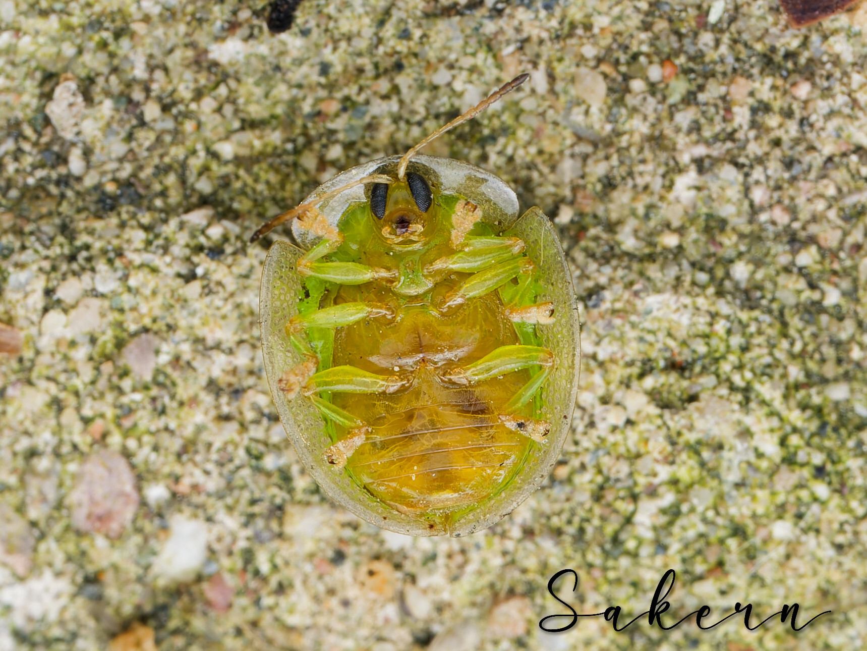 Cassida circumdata