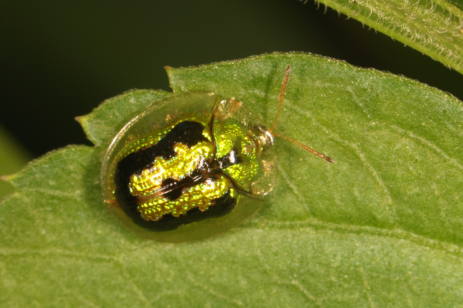 Cassida circumdata