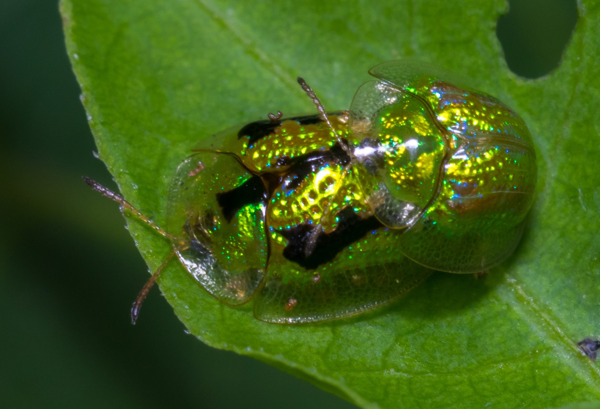 Cassida circumdata