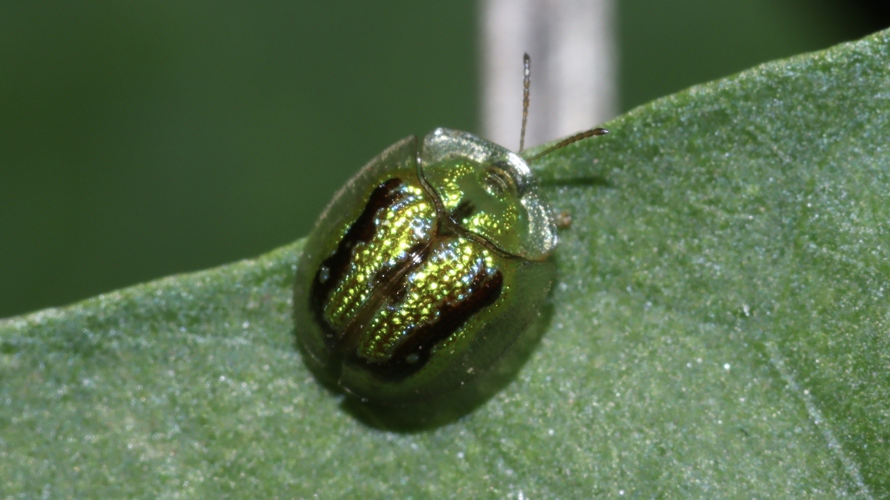 Cassida circumdata