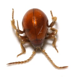 Gibbium psylloides