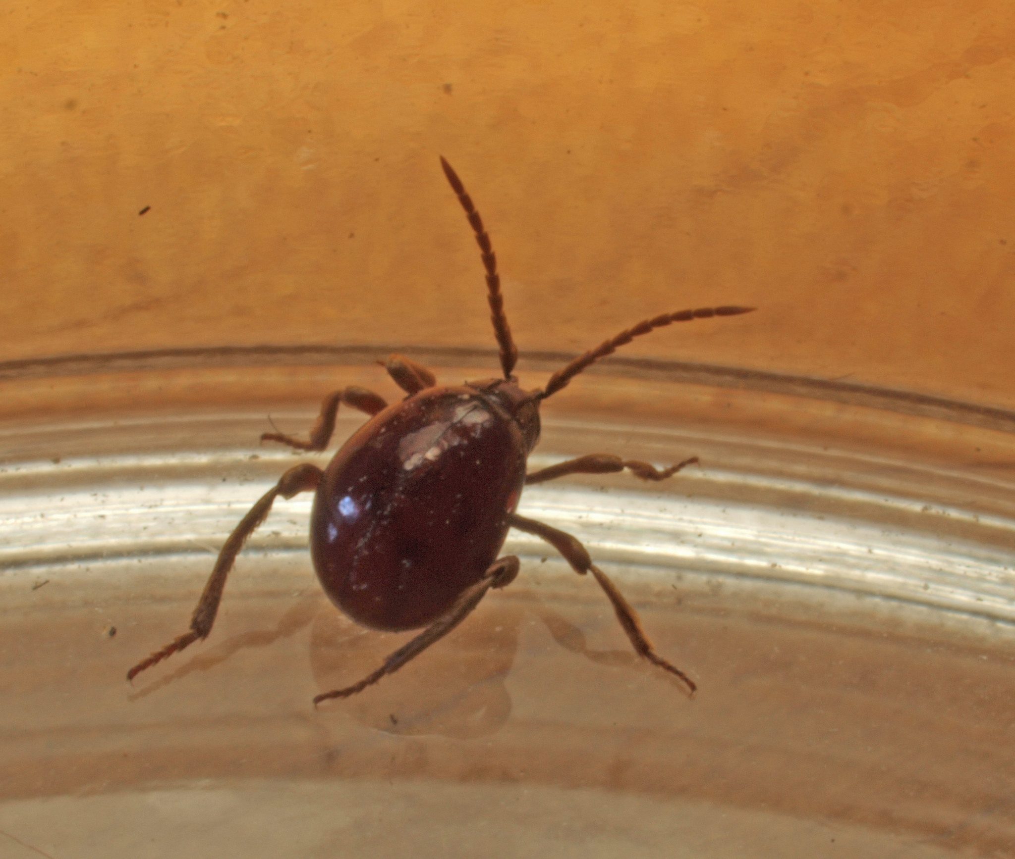 Gibbium psylloides