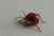 Gibbium psylloides