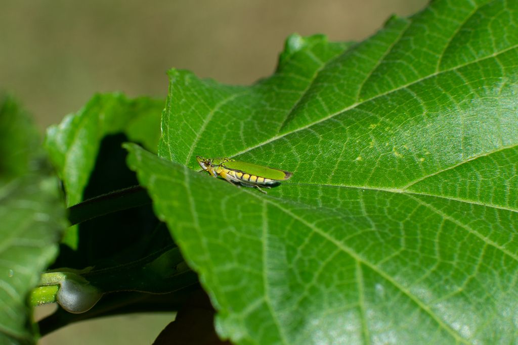 Acrogonia virescens