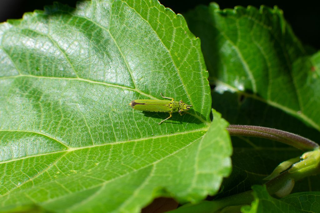 Acrogonia virescens