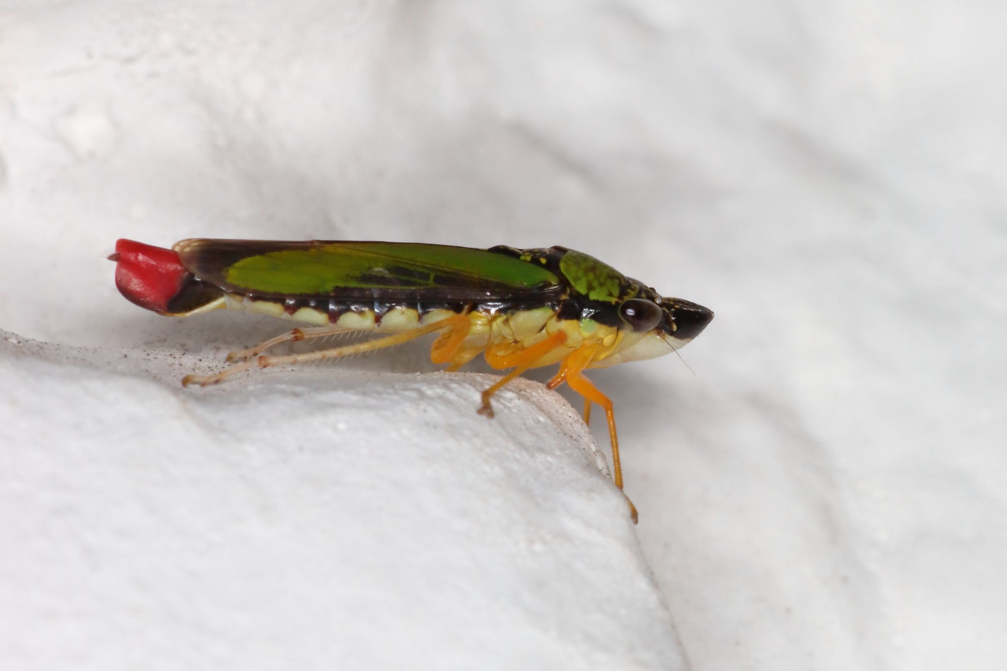 Acrogonia virescens