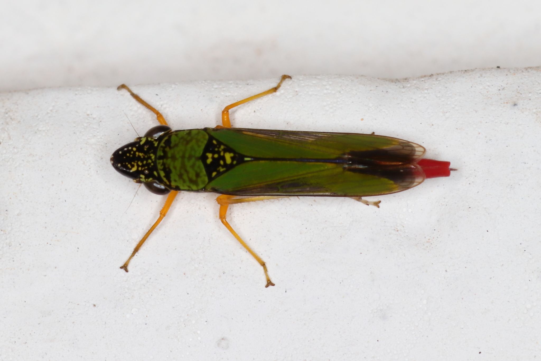 Acrogonia virescens