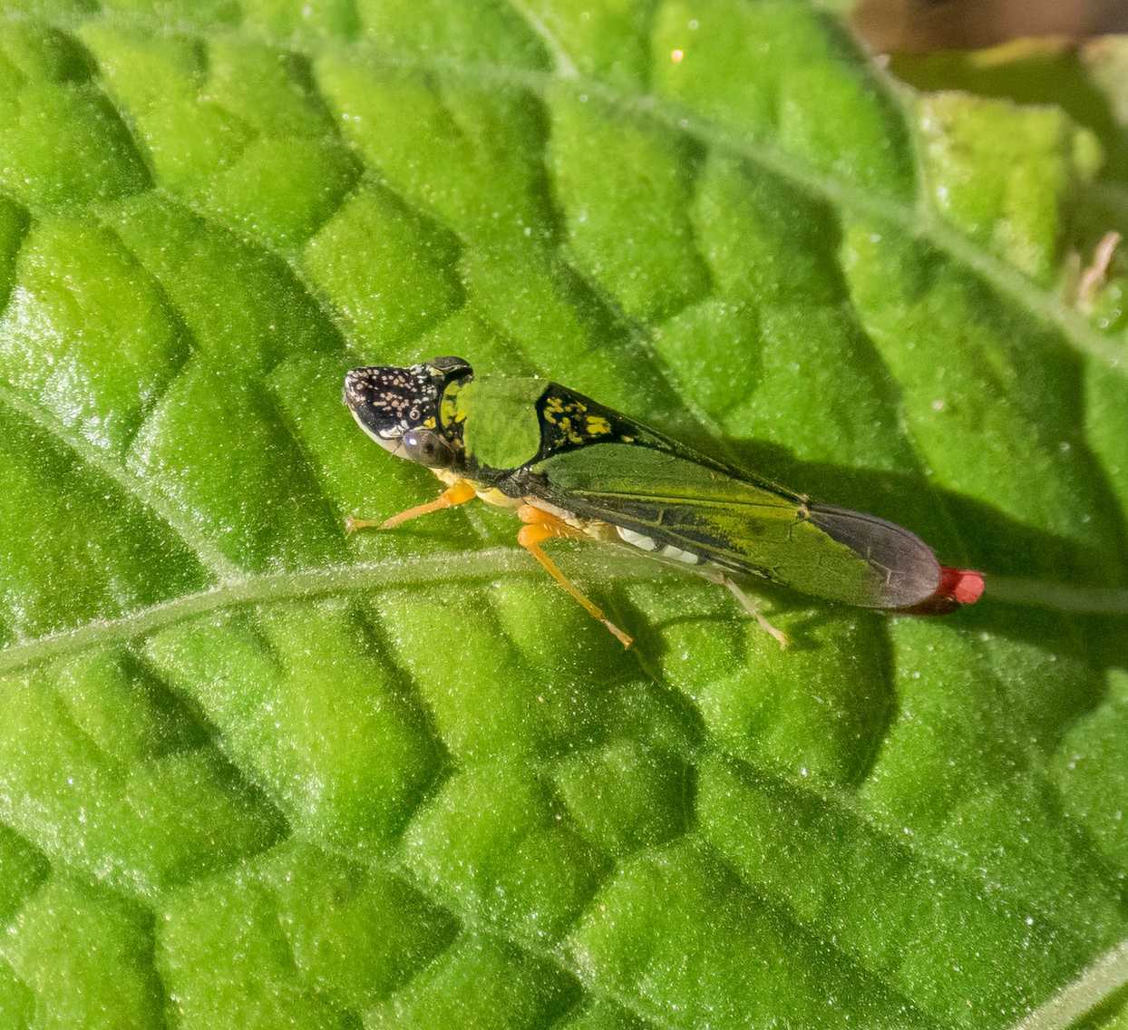 Acrogonia virescens