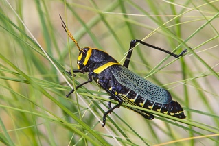 Taeniopoda