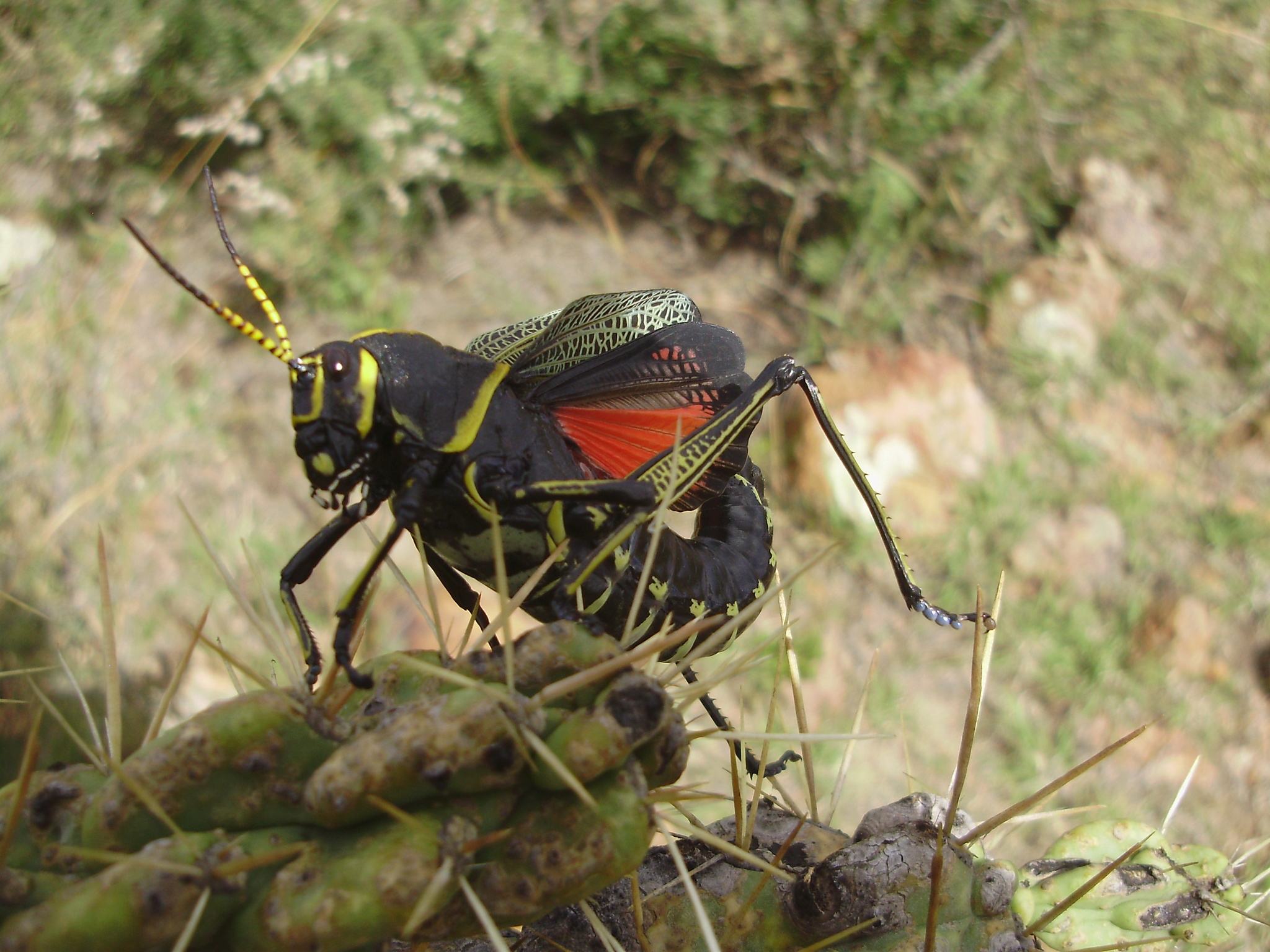 Taeniopoda