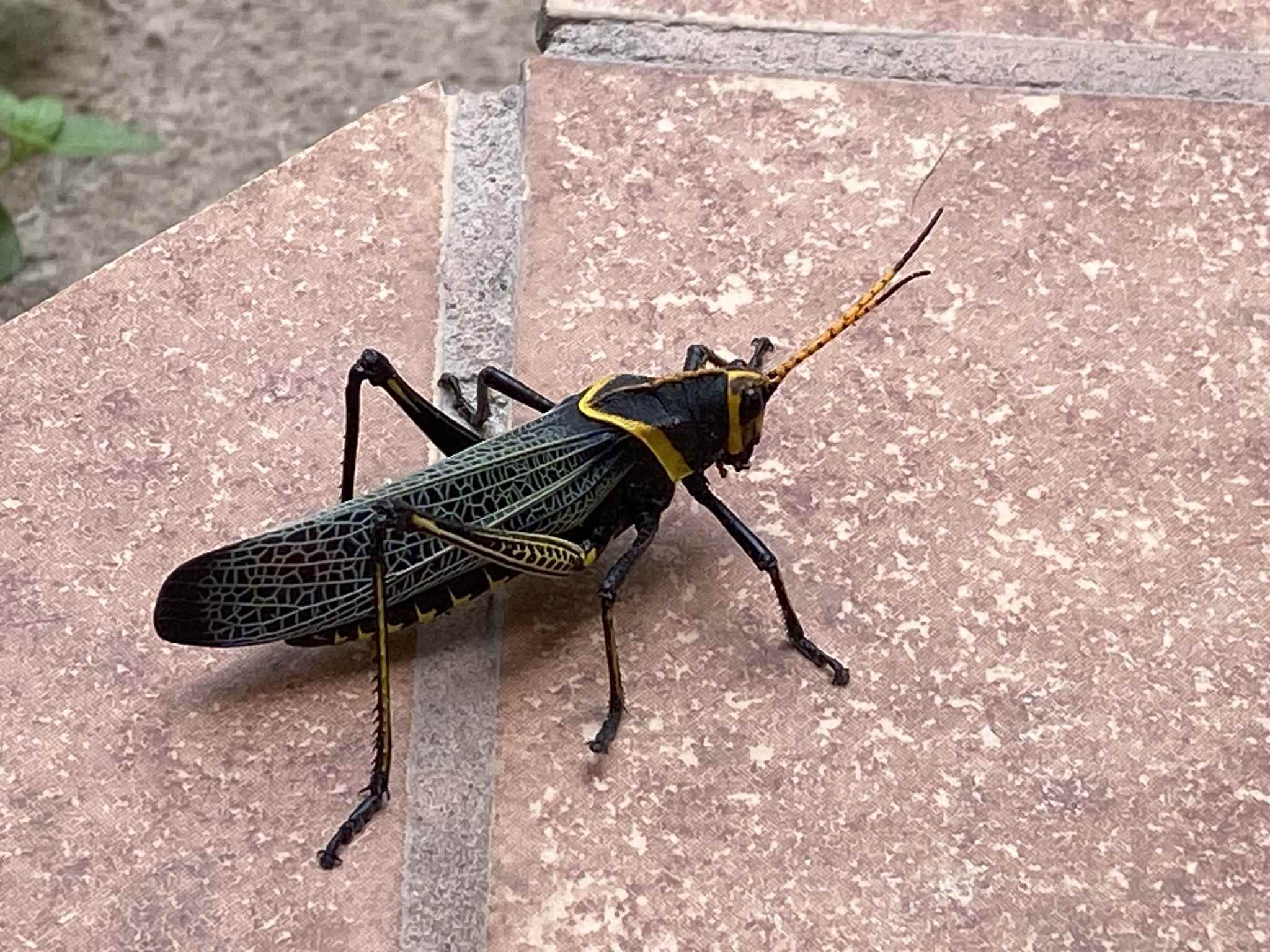 Taeniopoda