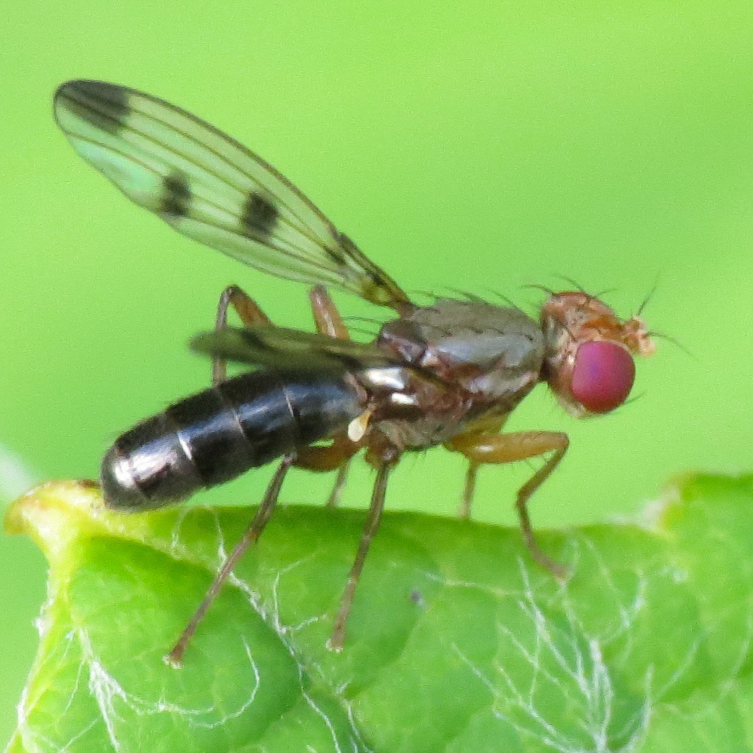Geomyza tripunctata