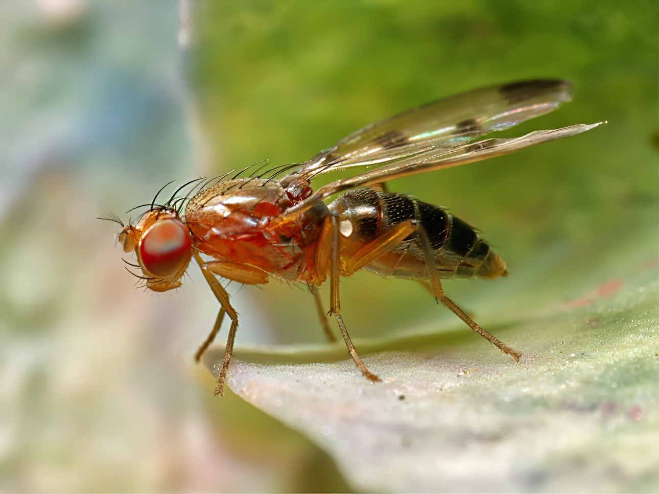 Geomyza tripunctata