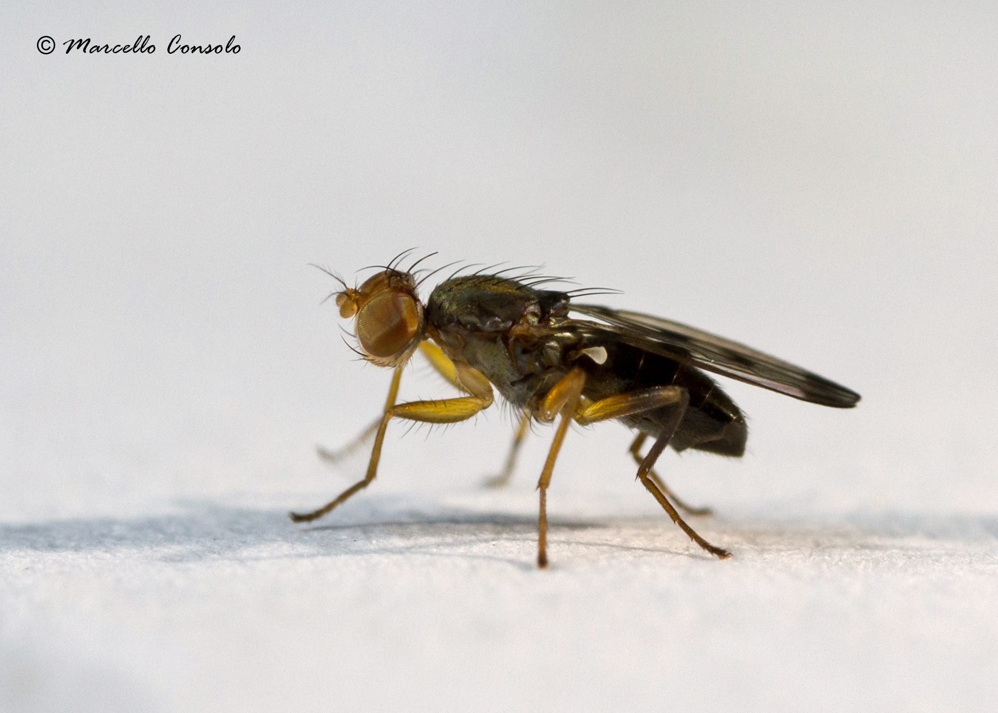 Geomyza tripunctata