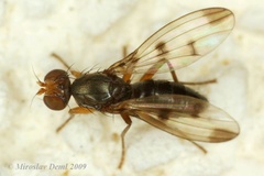 Geomyza tripunctata