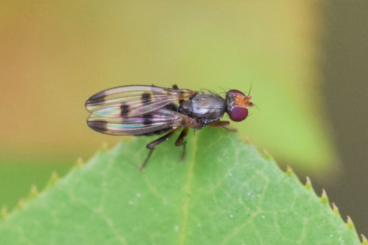 Geomyza tripunctata