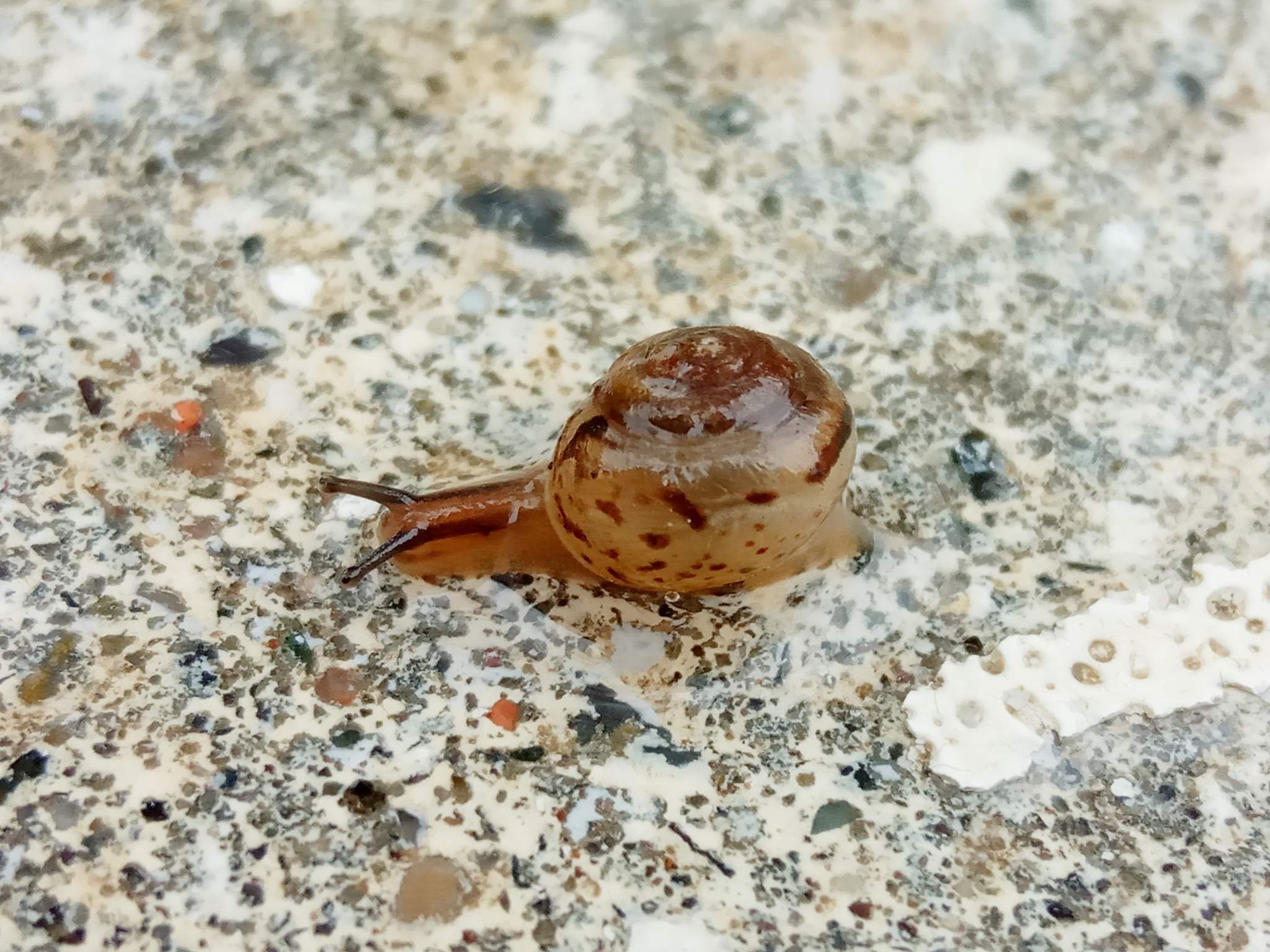 Stenomphalia
