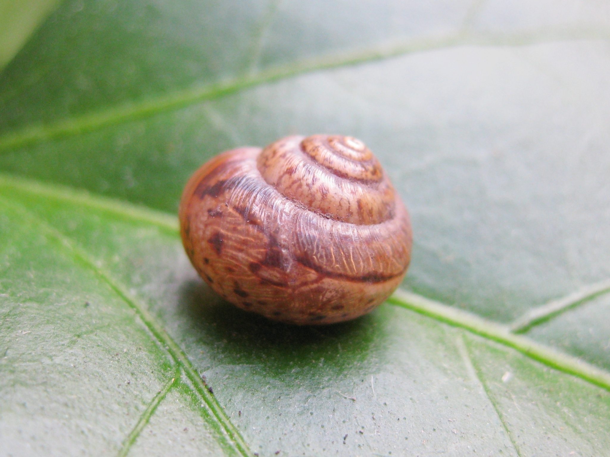 Stenomphalia