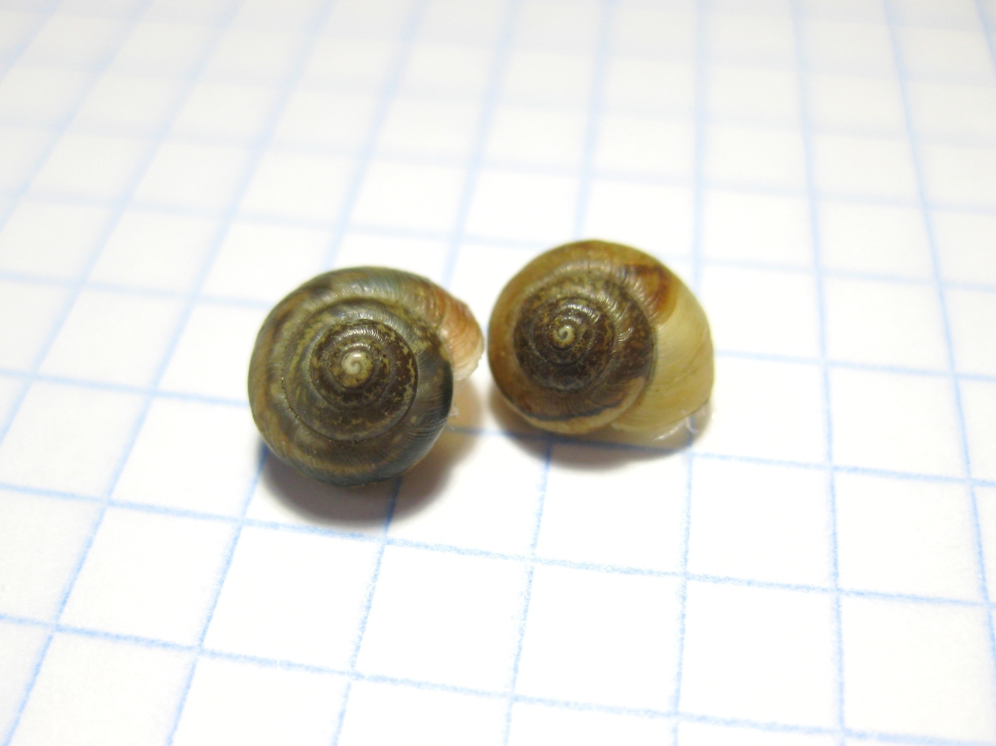 Stenomphalia