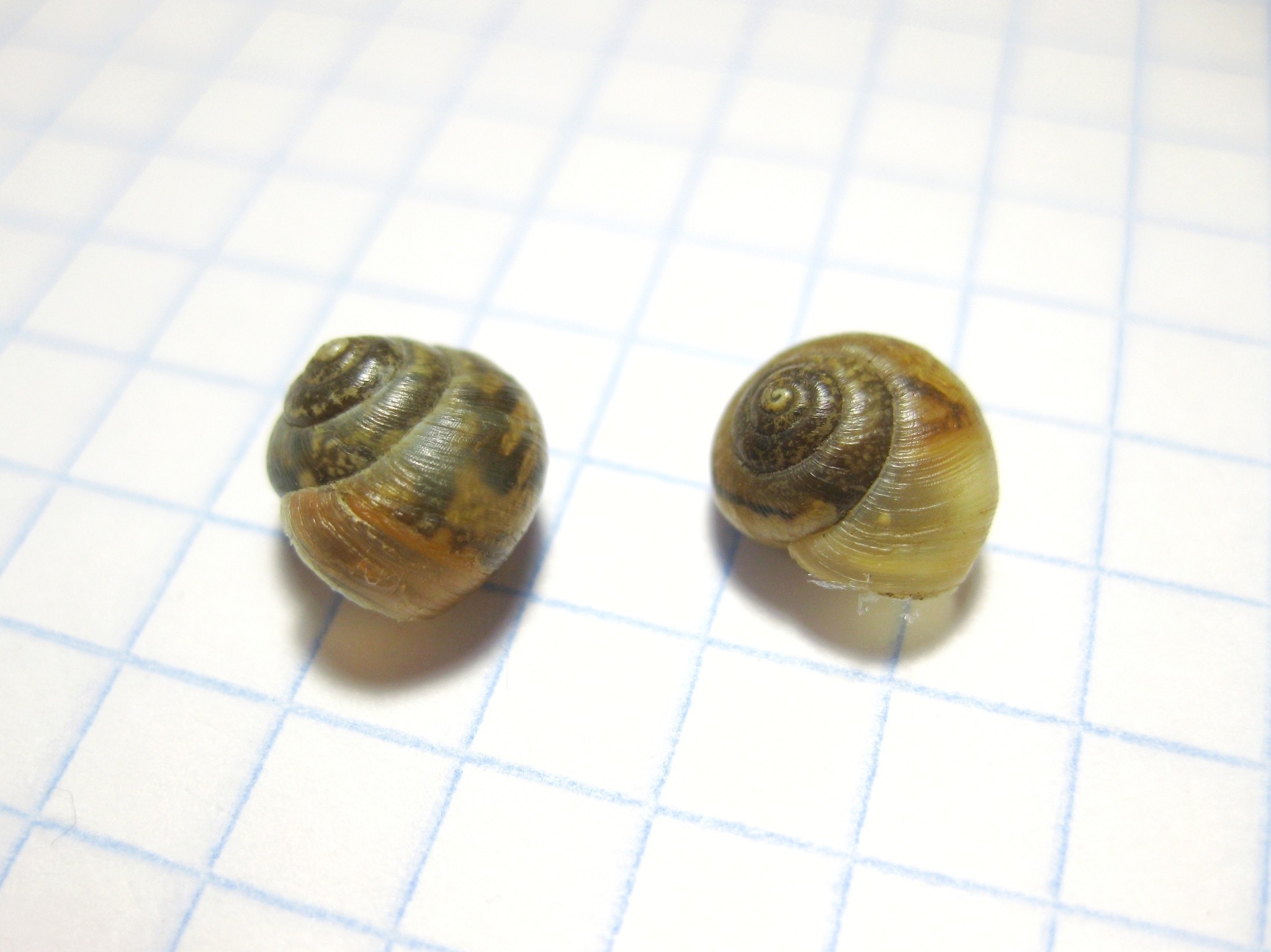 Stenomphalia