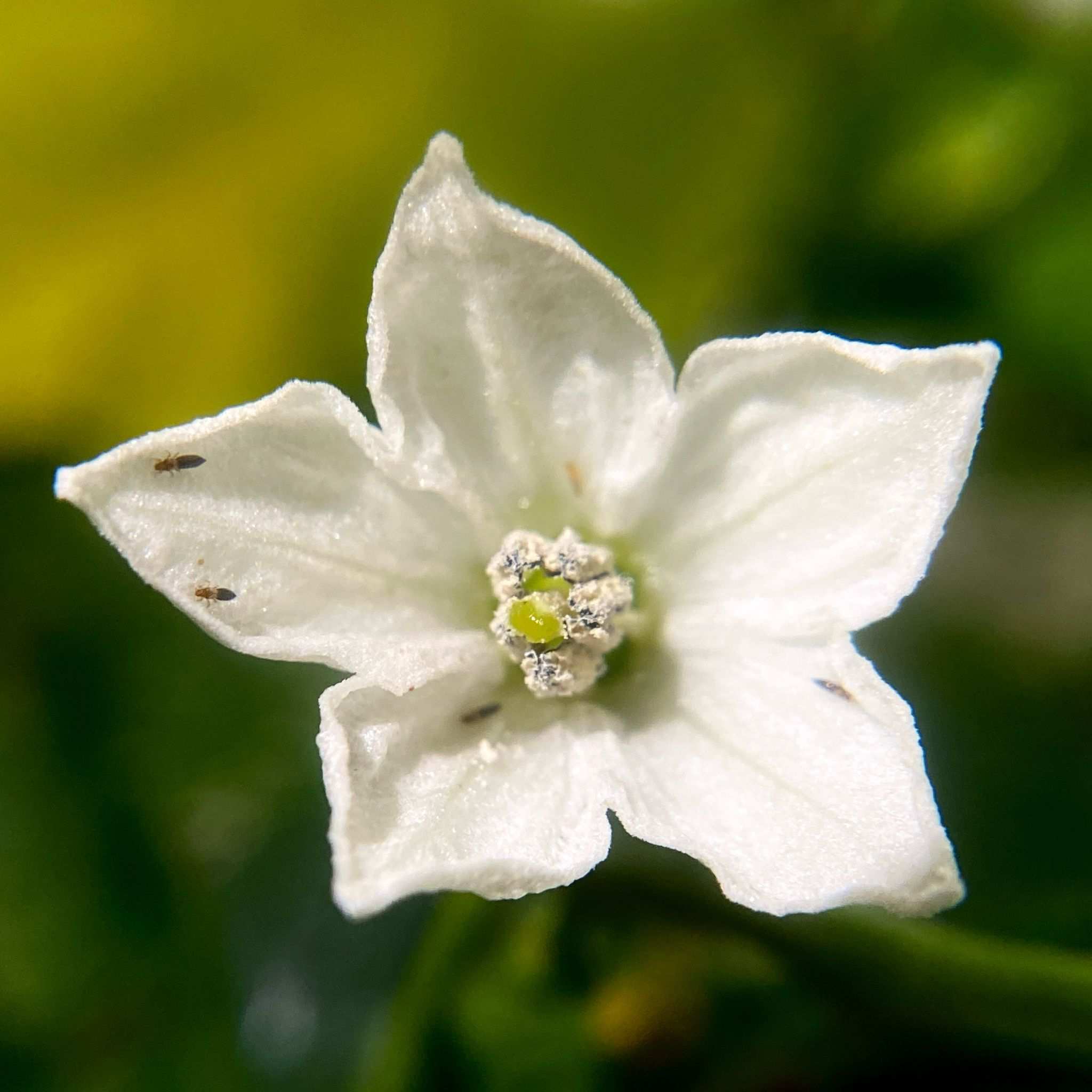 Thrips parvispinus