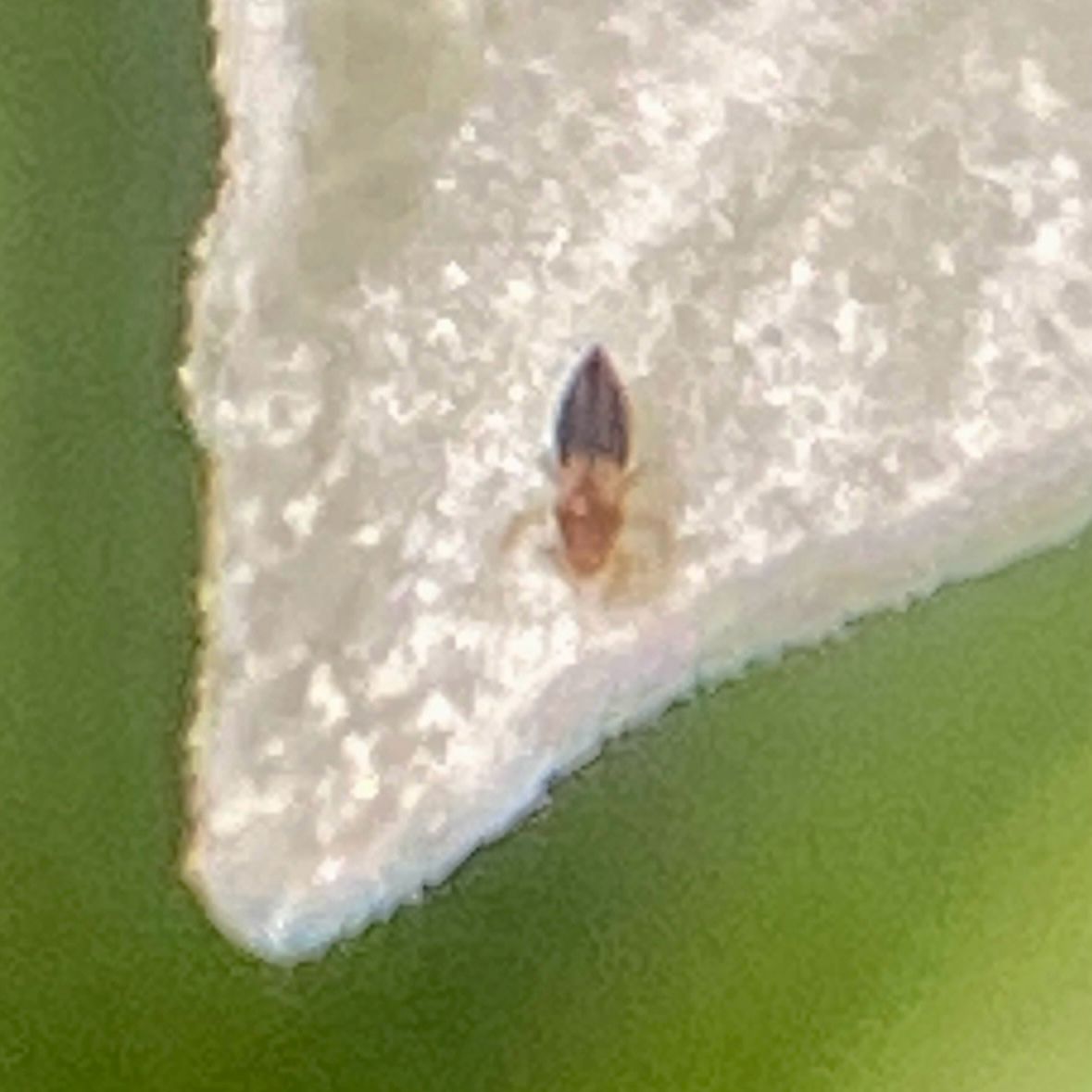 Thrips parvispinus