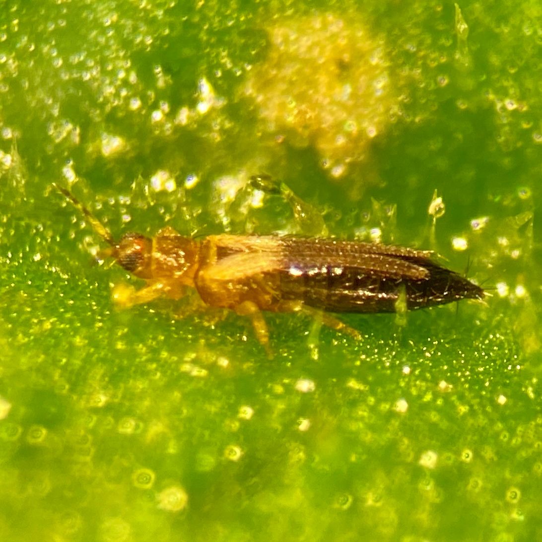 Thrips parvispinus