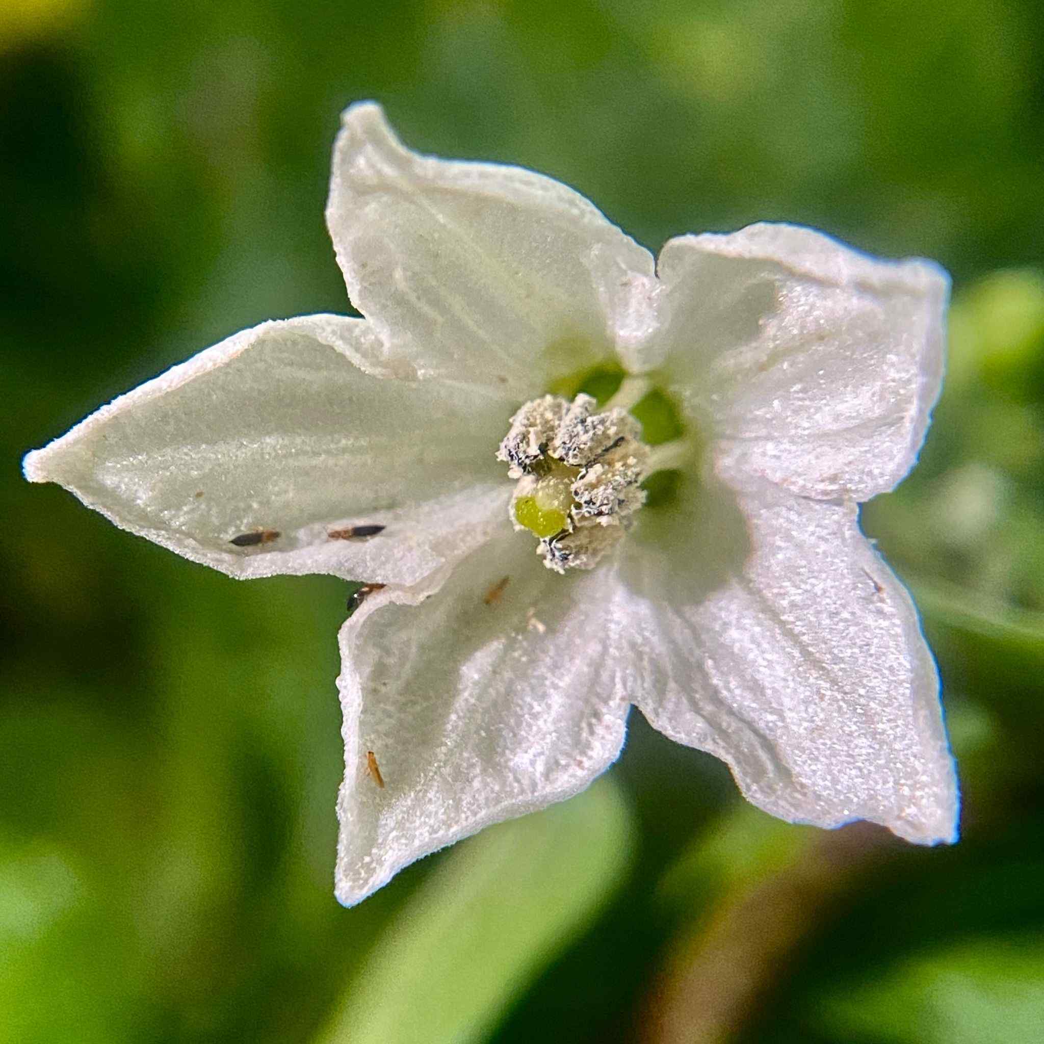 Thrips parvispinus